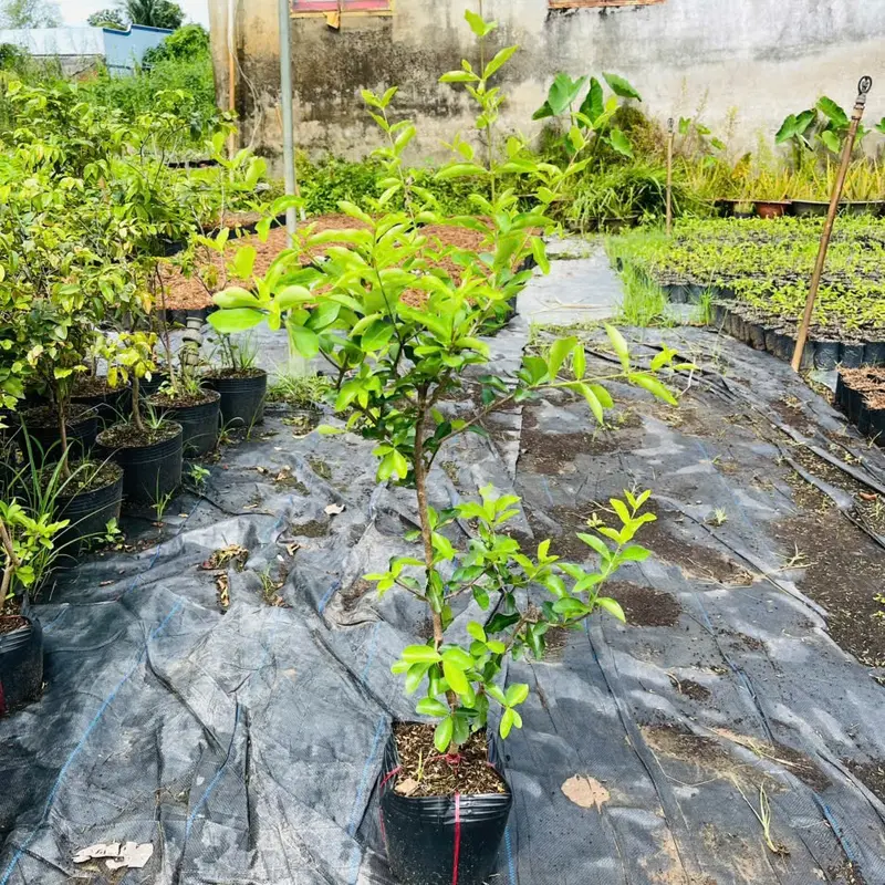 Cây giống Sơ-Ri TRÁI NGỌT(Cây 60-80cm chậu nhỏ), cây chiết cành nhanh cho trái, sau 4 tháng trồng, trái to ngọt. 1