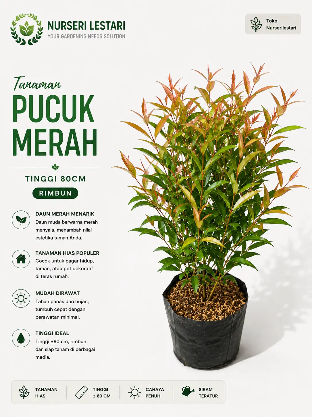 Tanaman Hias Pucuk Merah Daun Rimbun Tinggi 80cm Syzygium myrtifolium Outdoor Decorative Plants
