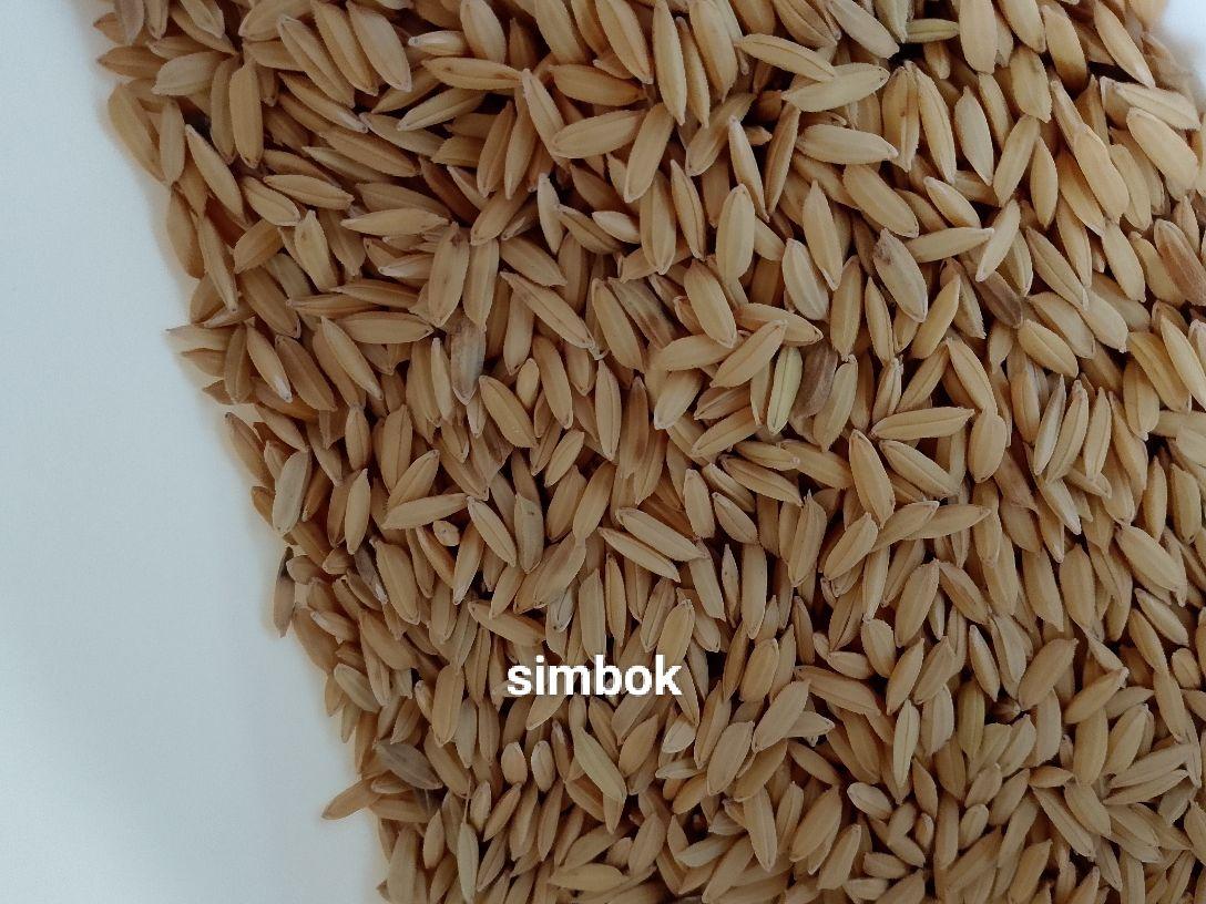 Benih padi/bibit padi unggul Si mbok 5kg berkualitas hasil tinggi Benih padi/bibit padi unggul Si mbok 5kg berkualitas hasil tinggi