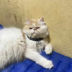 PPC Hair Dryer Kucing Grooming Hewan Low Watt Pengering Bulu