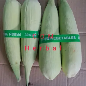 jual jagung tawar kampung segar 2 bongol