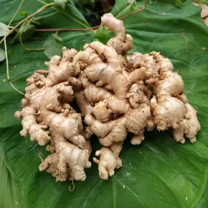 Jahe Emprit Jahe Biasa Pedas Sudah Bersih Tanpa Tanah