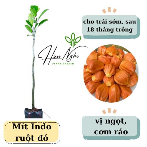 Cây giống mít ruột đỏ Indo lá bầu mít ruột đỏ sơ vàng cho trái sau 18 tháng trồng cây mít indo
