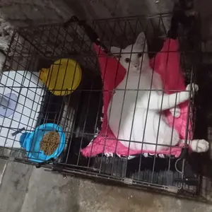 Cat Hammock Ayunan Kucing Gantung Tempat Tidur Kucing Motif