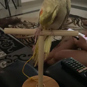 Tangkringan Stand Kayu Plus Tali Kaki Untuk Lovebird Parrot Parkit Dll