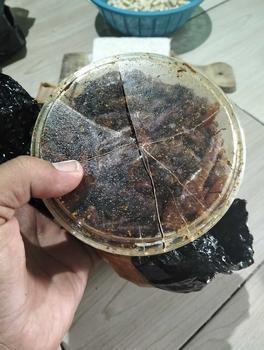 Product Review of BEST SELLER BELALANG BESAR/KAYU SUPER -+120 GRAM Cemilan from ** ** ** ** 2