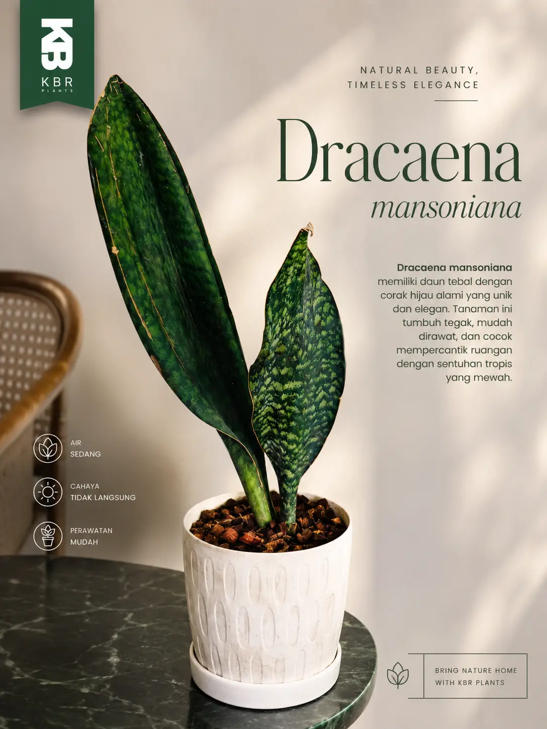 tanaman hias Draceaena mansoniana mudah di rawat