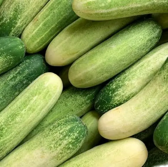 Kecombrang Murah - Ketimun Lalap Timun Sayur 5000an