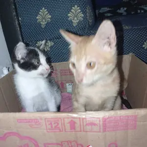 AnimalnCo Gourmet Wet Cat Food Can 400gram Makanan Basah Kucing Premium Grain Free Makanan Kucing Murah