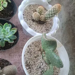 batu zeloit warna putih hiasan pot