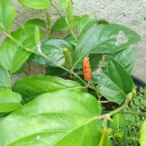 Bibit Cabe Jawa kebun hibrida(bonus pupuk)