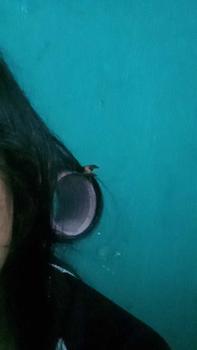 Product Review of ROLL RAMBUT JUMBO 5 CM SATUAN TERMURAH from M**💤 0