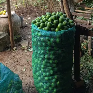 JERUK NIPIS 1KG ~ Langsung Petik Dari Kebun