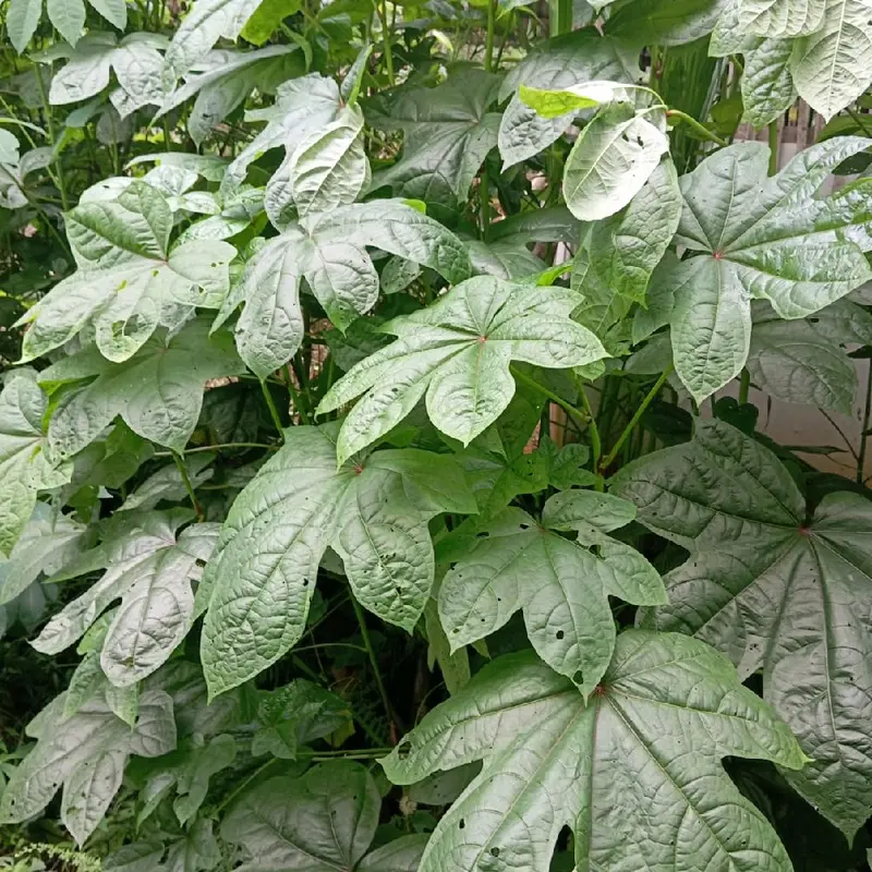 Bibit Singkong Papua Daun Lebar 1kg Isi 25-30 0