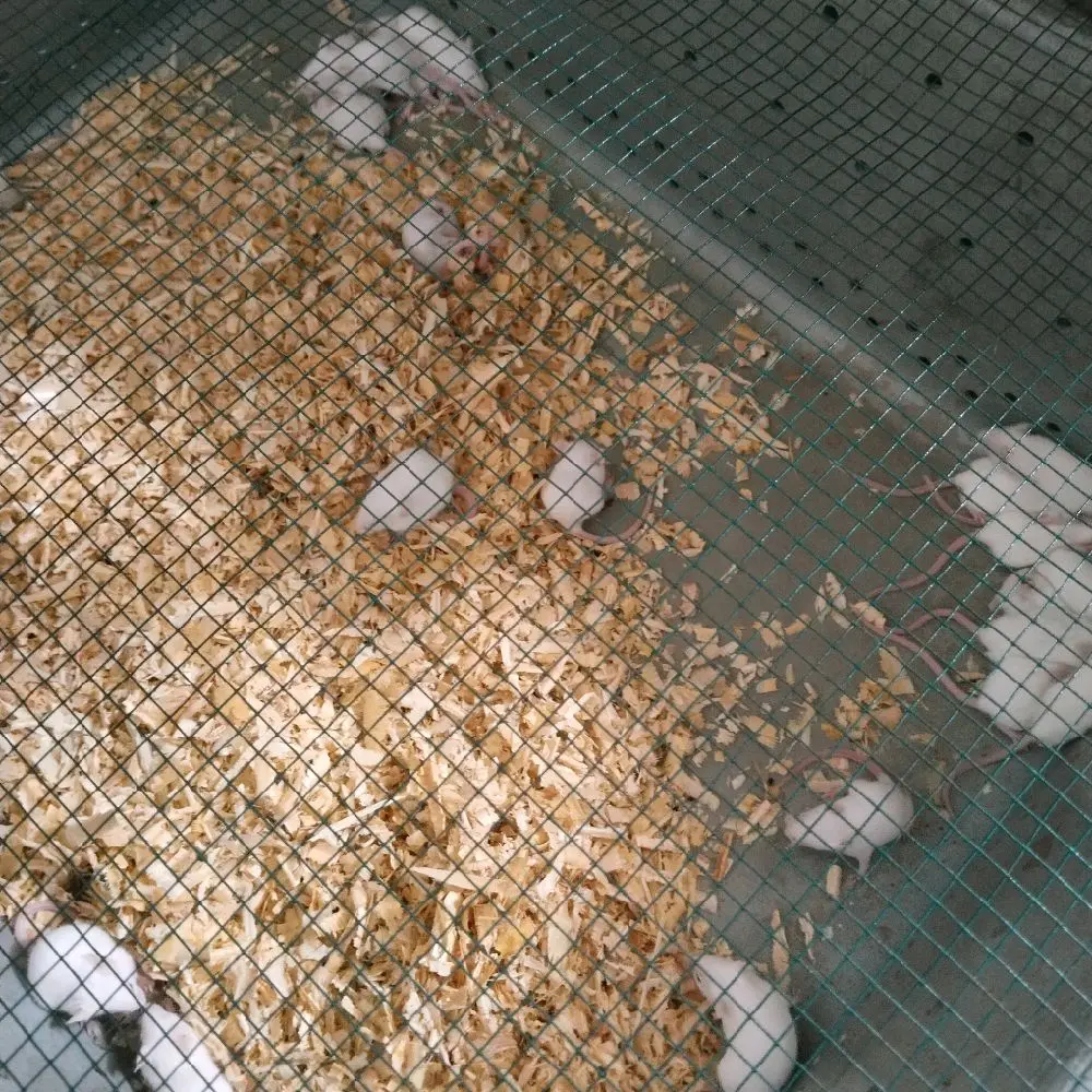 Mencit Pingkies Uk 0-6 Gram/Pakan reptil/pakan burung hantu/pakan ikan/umpan galatama/Keperluan Lab