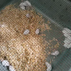 Mencit Pingkies Uk 0-6 Gram/Pakan reptil/pakan burung hantu/pakan ikan/umpan galatama/Keperluan Lab