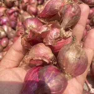 Bawang merah Super bawang merah murah termurah