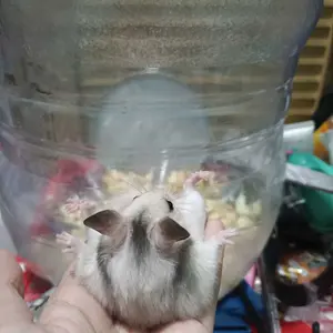 baju tuntunan sugarglider /tupai /hemser { size s }