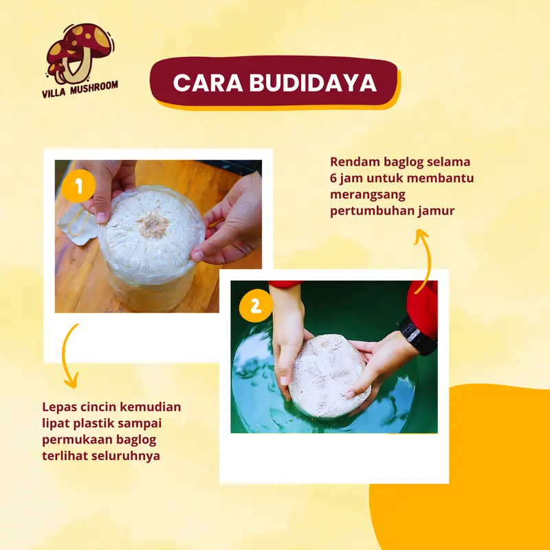 Paket Budidaya Jamur (Homegrow Jamur) 6 Baglog Jamur 1