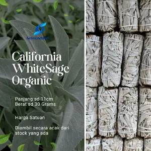 DAUN WHITE SAGE CALIFORNIA ORGANIC PANJANG 10 CM Berat sd 35gr