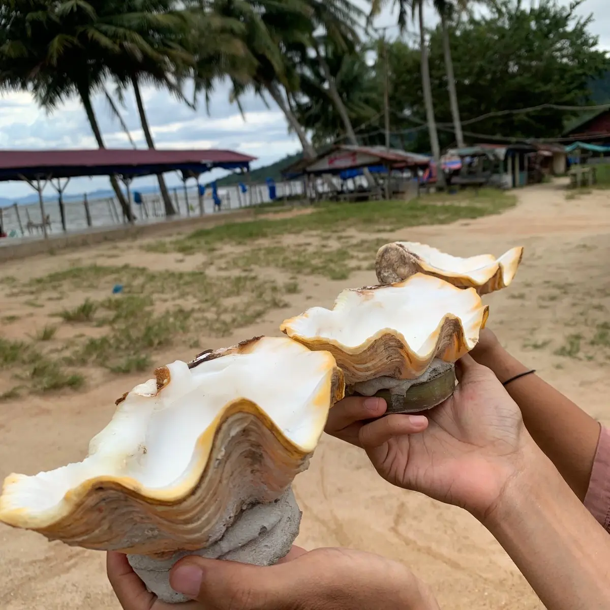 ASBAK DARI KULIT KERANG TAHAN LAMA