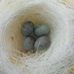 serat nanas serabut tempat sarang bertelur burung