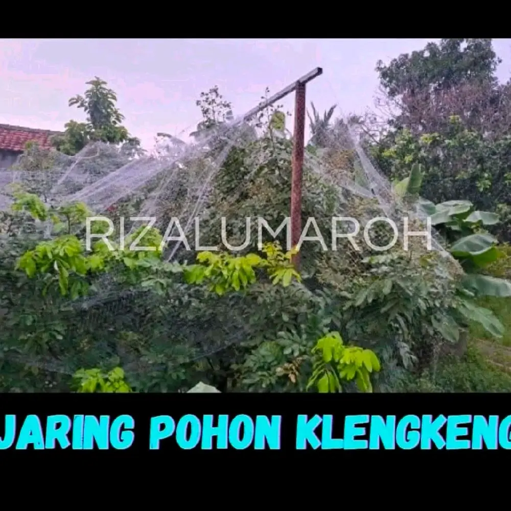 jaring pohon klengkeng jaring pengaman