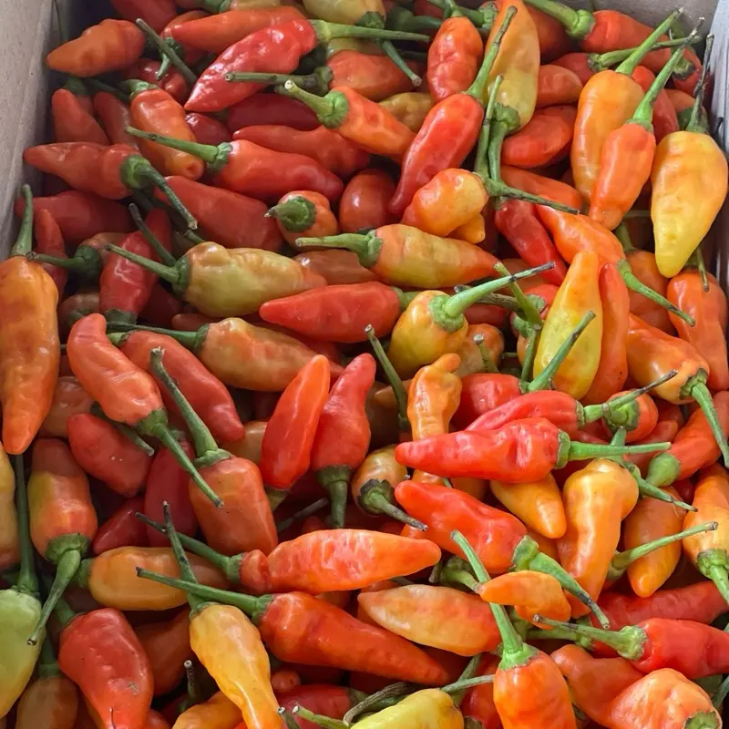 Cabe Rawit kemasan 500gr Pedas 2