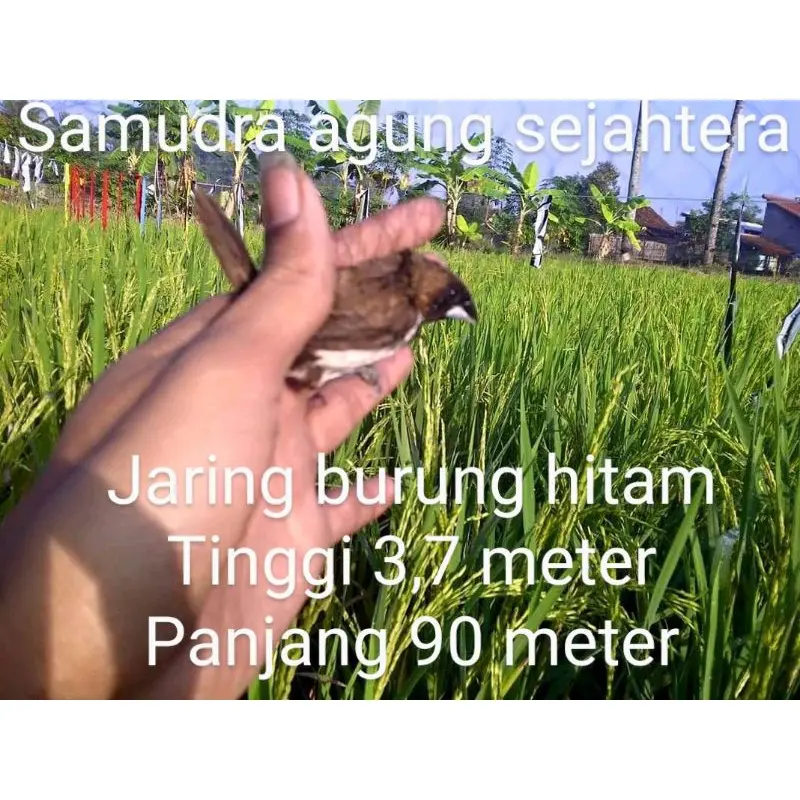 jaring burung hitam  perangkap burung  burung kecil tinggi 3 7 meter panjang 90 meter bonus tali