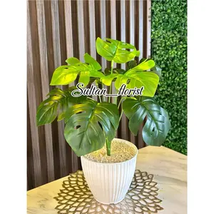 Bunga hias Monsterla tanggung vas kerang