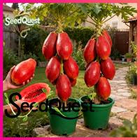 Gambar Benih Pepaya Merah Unggul Hasil Tinggi, Benih Pepaya Kerdil Red Lady Untuk Tanaman (Perkecambahan Tinggi, 10 Biji) Benih Tanaman Pepaya Manis Red Lady F1 Untuk Kebun - 1PACK dari Benih Pilihan Alam Kota Administrasi Jakarta Pusat 4 Tokopedia