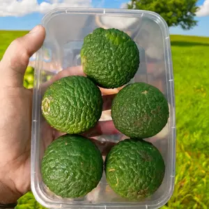 Limau Kuit / Jeruk Purut Khas Banjar Kalimantan Selatan Memiliki rasa asam yang khas cocok untuk menemani makan