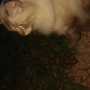 Mainan Kucing Interaktif-Tongkat Kucing Tongkat Bulu Lonceng Bulu Tempel/Cat Teaser