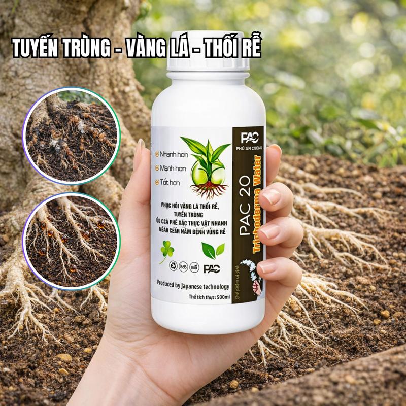  Trichoderma PAC 20 – Đánh Bay Thối Rễ Vàng Lá Tuyến Trùng 