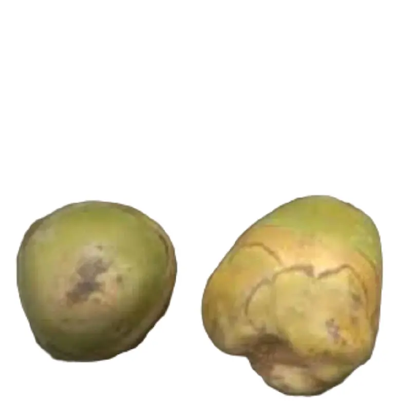 Tembuluk buruluk pentil kelapa pengobatan alternatif