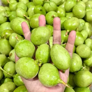 MANGGA MUDA ASAM (Lihat Ukuran)