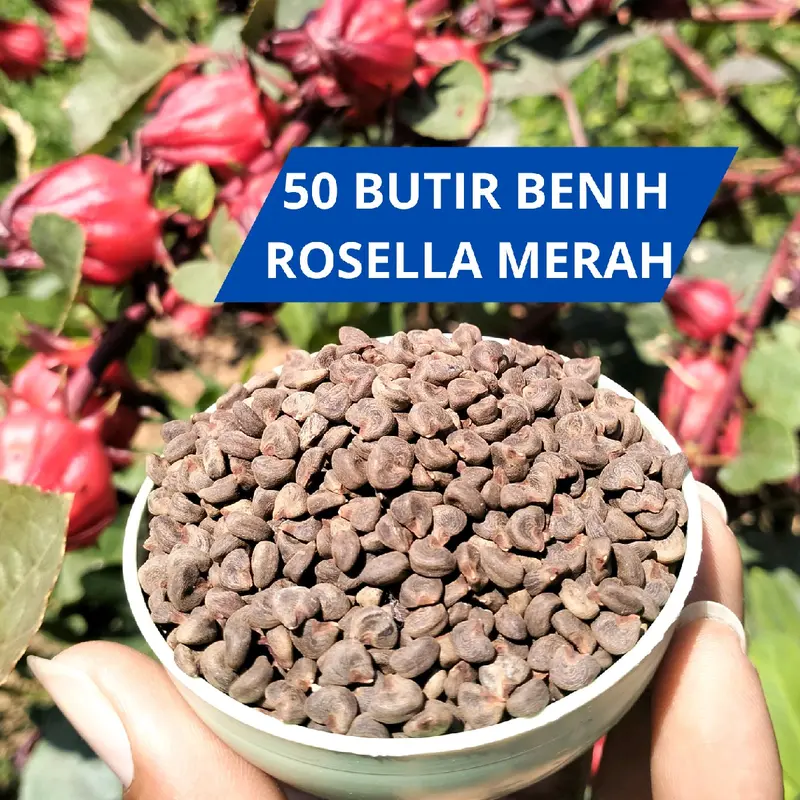 Benih Rosella Merah 50 butir siap tanam 0