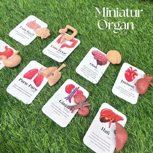 Mainan Edukasi Organ Tubuh Manusia Anak + 8 Flashcard Media Belajar Anatomi Miniatur Organ untuk Pendidikan Anak