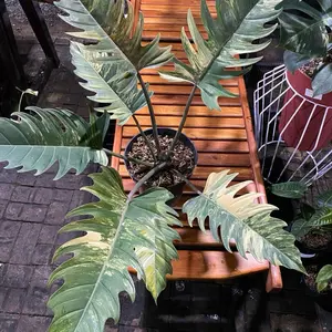 Tanaman Caramel Variegata Super Big Size Super Marble dengan Daun Hijau dan Putih Cantik untuk Dekorasi Rumah