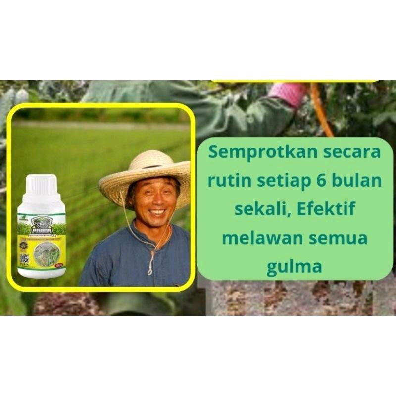 TERLARIS BELI 1 GRATIS 1 BOTOL Kill Grass Panda  SERBUK Raja Pembunuh Hama Gulma | Membasmi Lebih Dari 100 Jenis Hama dan Gulma Membandel 3