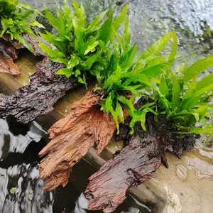 ornamen kayu Rentek Java Fern Tanaman sintetis aquarium