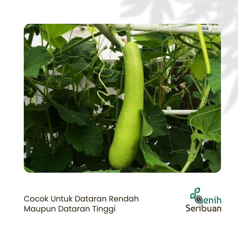 3 Benih Labu Air Panjang Balistik Super Bibit Sayuran Unggul Bintang Asia Tanaman Sayur Berkualitas 2