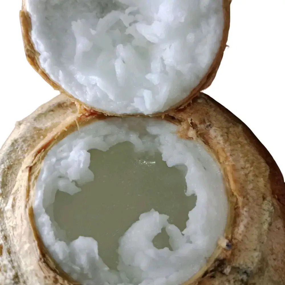 kelapa kopyor sedang 1 biji enak segar gurih