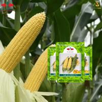 Gambar Benih Jagung Manis Nb super F1 panah merah Cap PanahMerah - Jagung NBSUPER Tanaman dari PUROTANI.ID Kab. Purworejo 4 Tokopedia