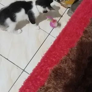 aaffiliate pawpedia TERMURAH Mainan Kucing TIKUS POM Tiang Per Tempel Bola Goyang Tongkat Spring Cat Toys Mainan Bola Tikus Goyang Tongkat Per PomPom Fluffy Cat Stick Toys
