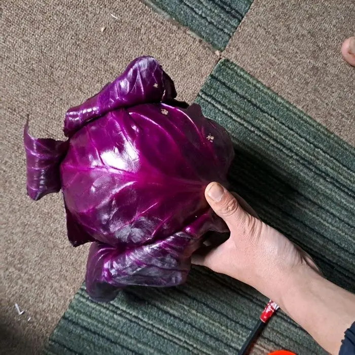 Kol Ungu Segar 1 kg - Produk Segar Berkualitas dengan Kemasan Aman dari Toko Kami 3