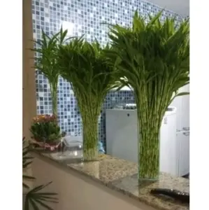 Tanaman Bambu Hoki / kole perstek panjnag 60cm