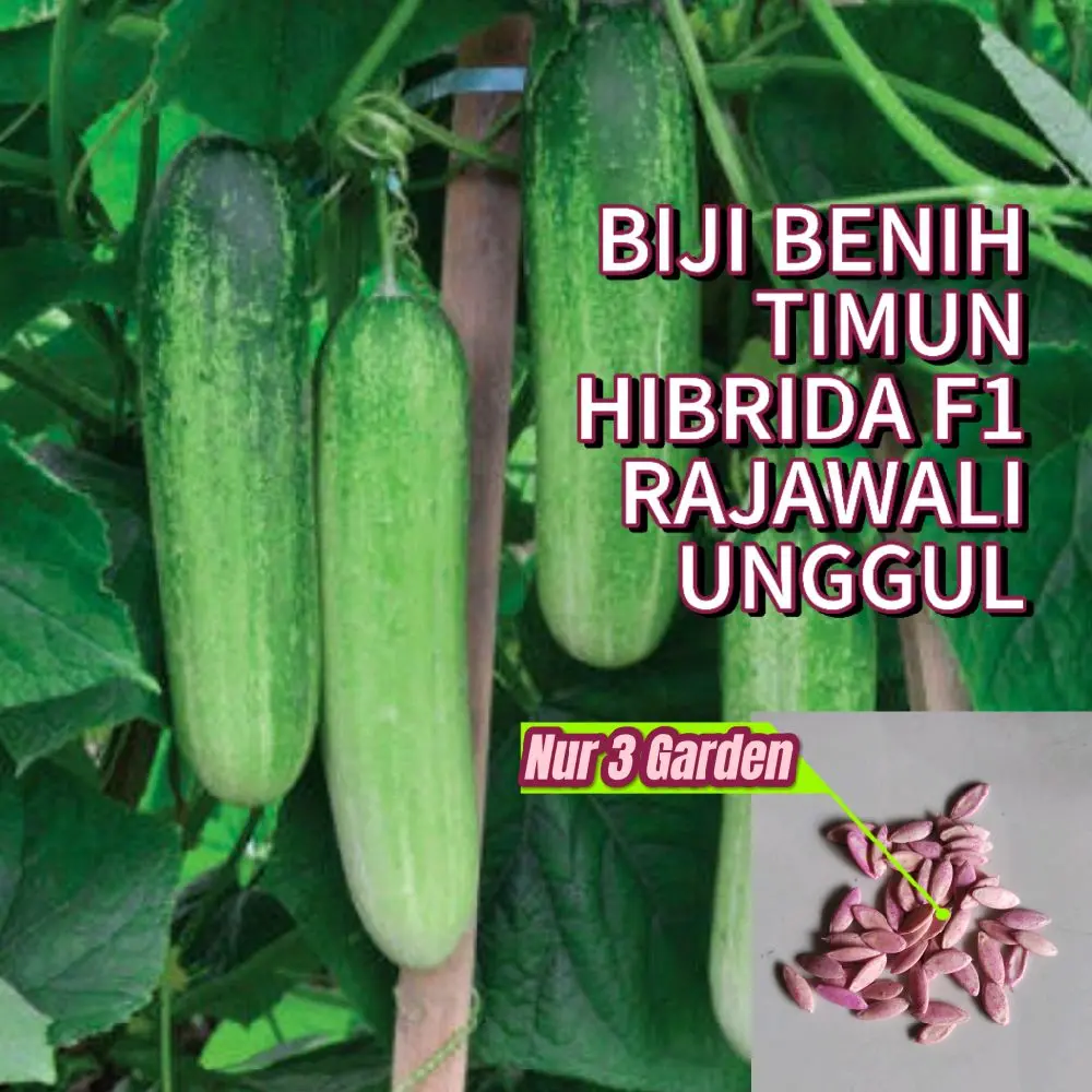 1000 biji benih timun lalap timun hibrida f1