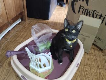 Product Review of Sekop Litter Box Kucing Serokan Pasir Poop Pet Cat Scoop Bonus Dispenser Kantong Plastik/ Kantong Kantong Kotoran/Sekop Litter Box Kucing Serokan Pasir Poop Pet Cat Scoop Bonus Dispenser Kantong Plastik from U**n 0