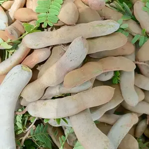 asam jawa muda(mancer)untuk dirujak